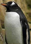 Gentoo Penguin