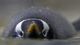 Gentoo Penguin