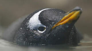 Gentoo Penguin