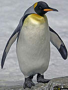 King Penguin