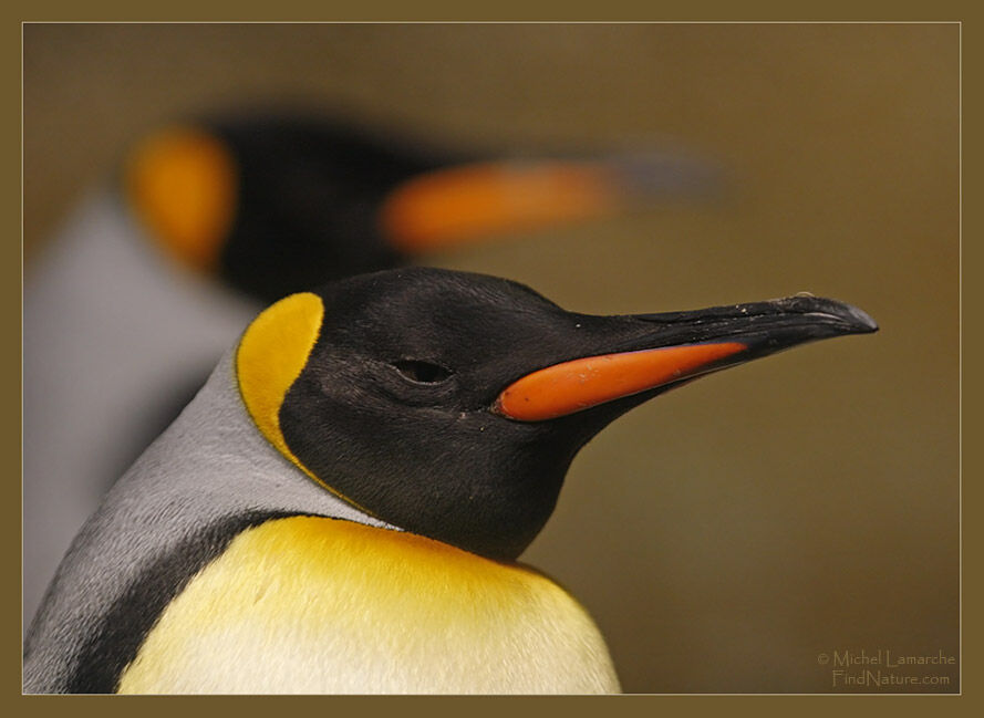 King Penguin