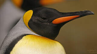 King Penguin