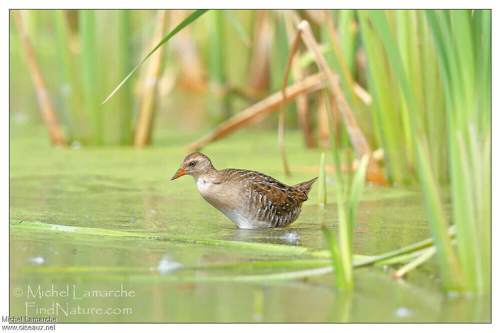 Marouette de Carolinejuvénile, identification