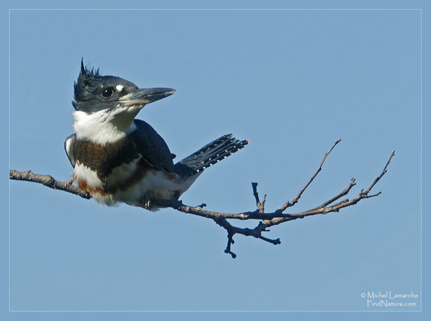 Belted Kingfisher female