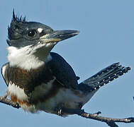 Belted Kingfisher