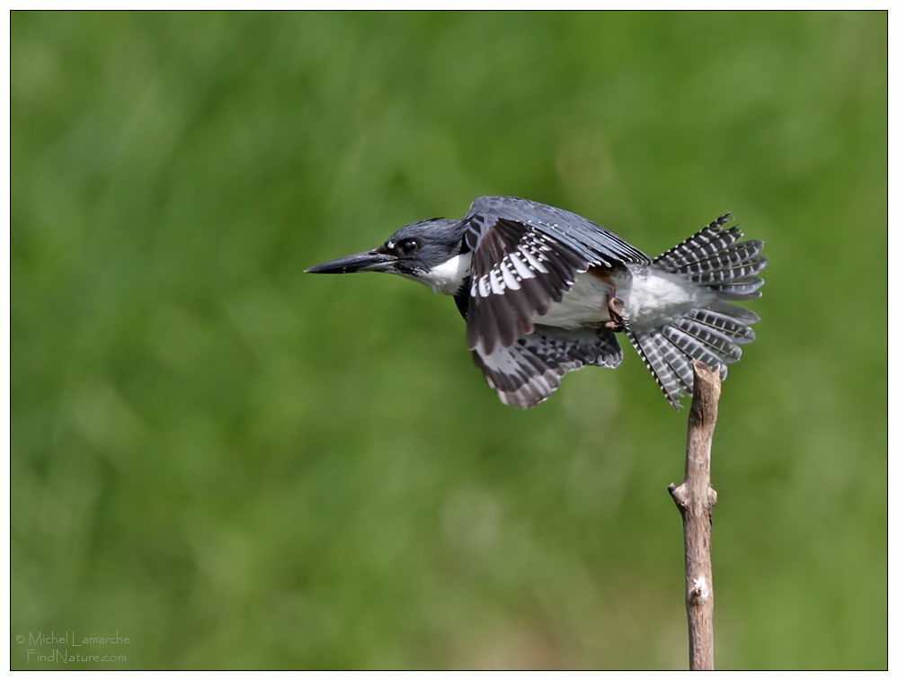 Belted Kingfisher female adult