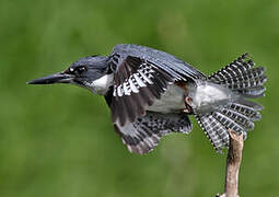 Belted Kingfisher