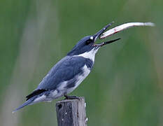 Belted Kingfisher