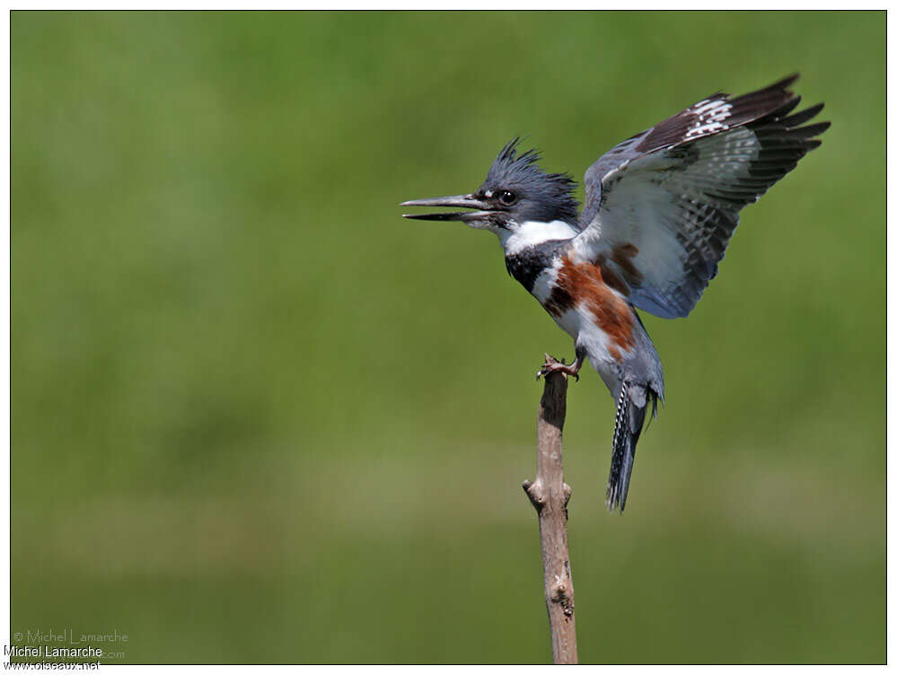 Belted Kingfisher female adult, aspect