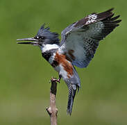 Belted Kingfisher