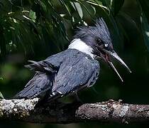 Belted Kingfisher