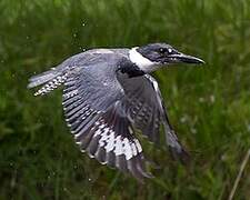 Belted Kingfisher