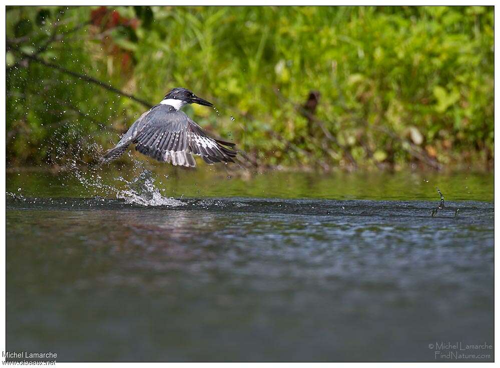 Belted Kingfisher, fishing/hunting