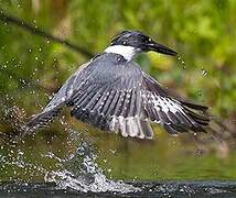 Belted Kingfisher