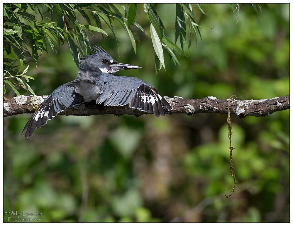 Belted Kingfisher, Behaviour