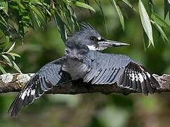 Belted Kingfisher