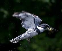 Belted Kingfisher