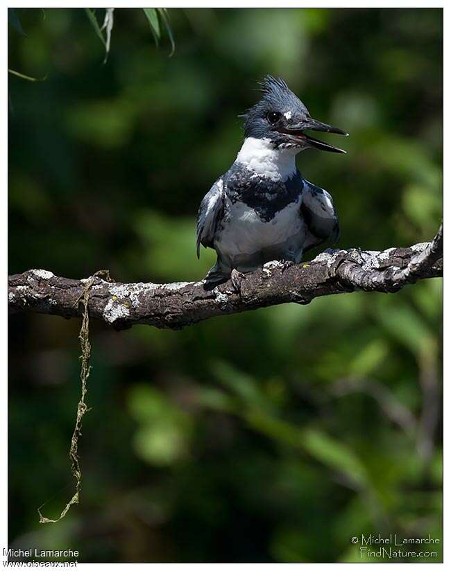 Belted Kingfisher male adult, close-up portrait