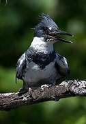 Belted Kingfisher