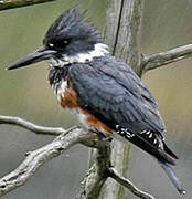 Belted Kingfisher