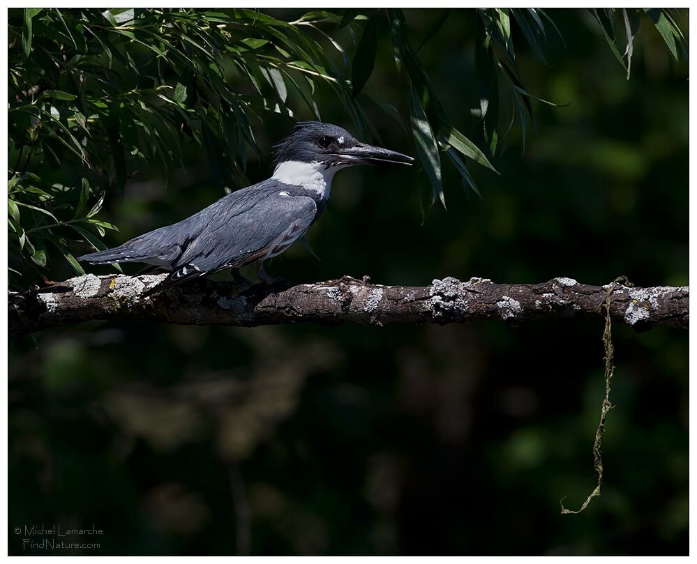 Belted Kingfisher