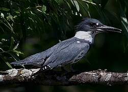 Belted Kingfisher