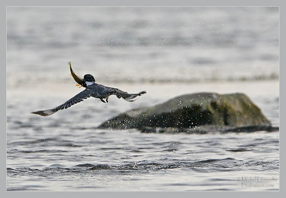 Belted Kingfisher