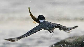 Belted Kingfisher