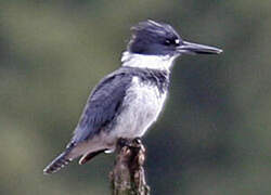 Belted Kingfisher