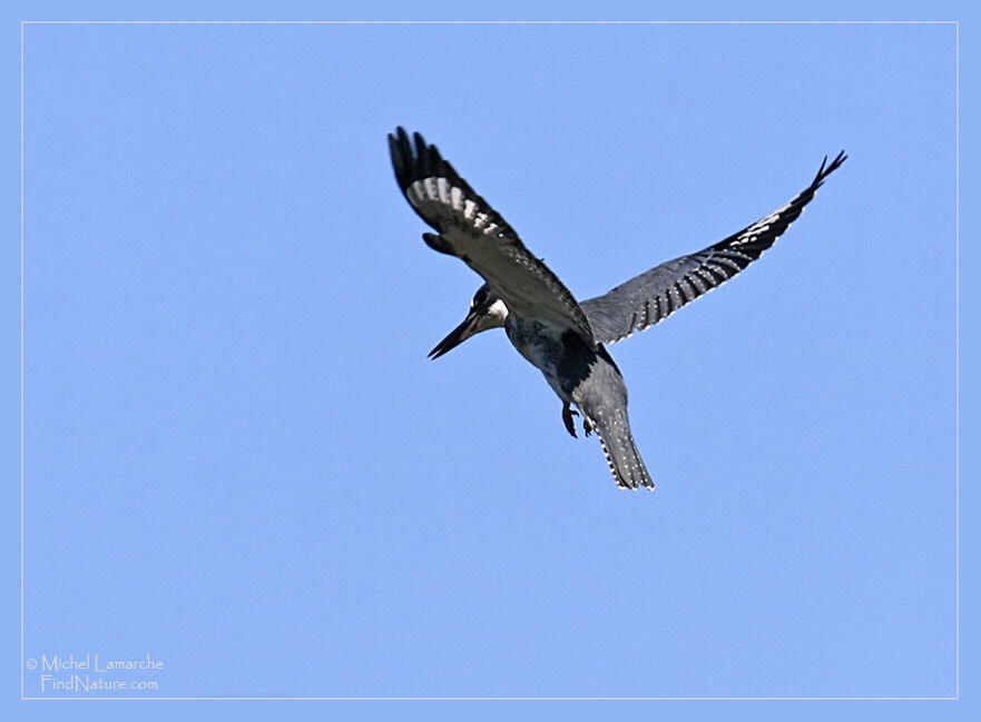 Belted Kingfisher