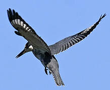 Belted Kingfisher