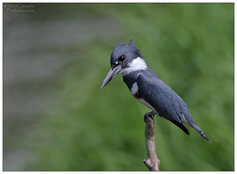 Belted Kingfisher female adult