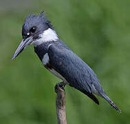 Belted Kingfisher