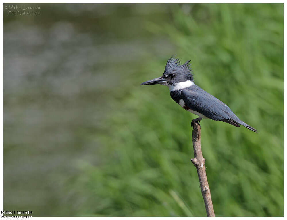 Martin-pêcheur d'Amérique femelle adulte, identification