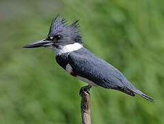 Belted Kingfisher