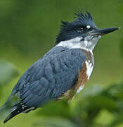 Belted Kingfisher