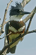 Belted Kingfisher