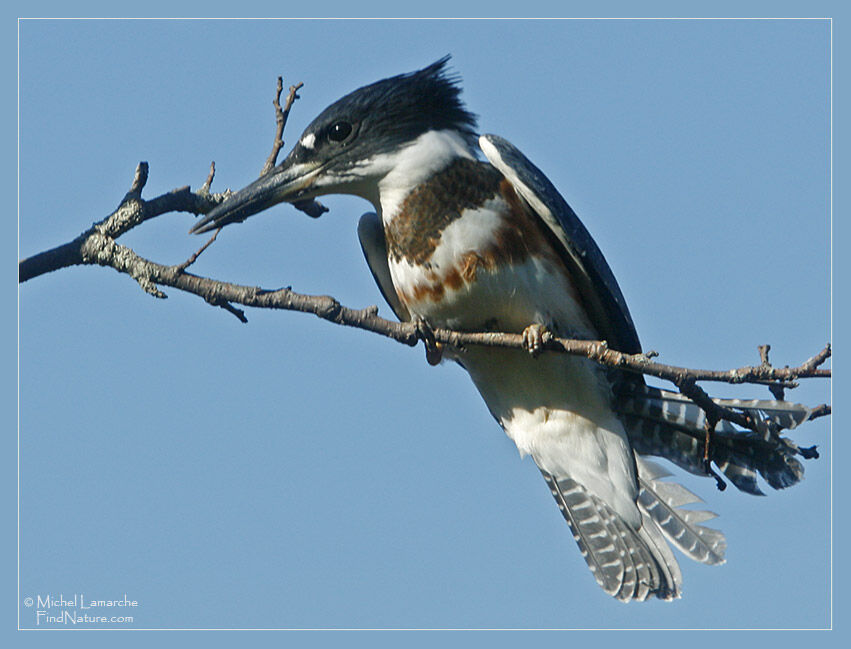 Belted Kingfisher female