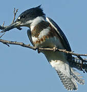 Belted Kingfisher