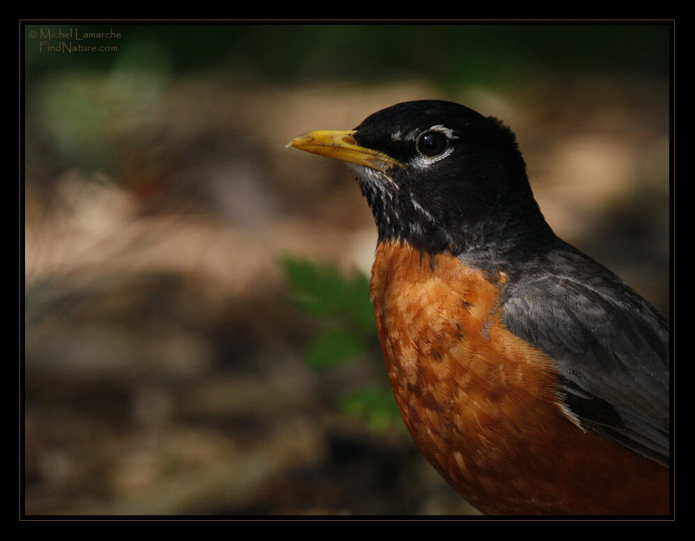 American Robin