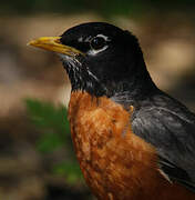 American Robin