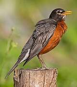 American Robin