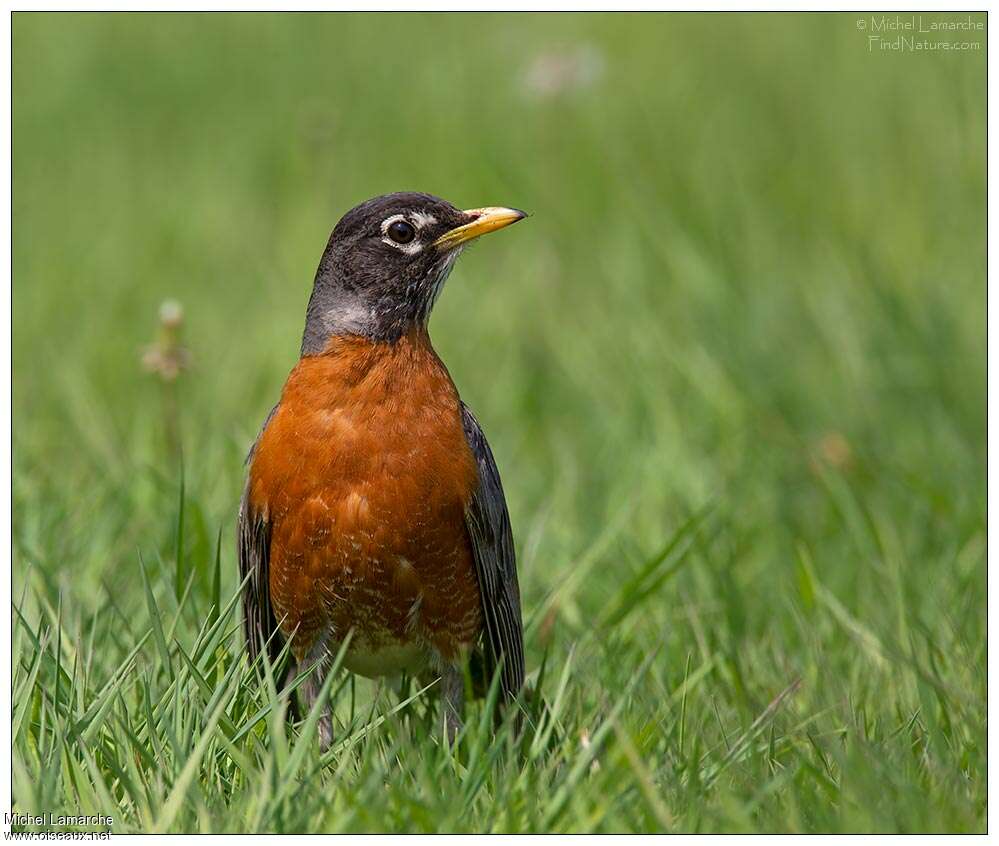 American Robin, close-up portrait, fishing/hunting