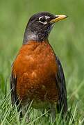 American Robin