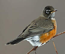 American Robin