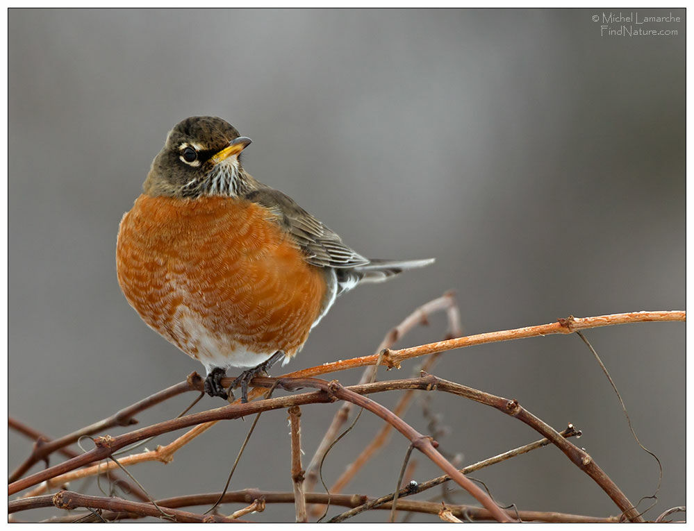 American Robin