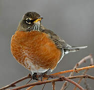 American Robin