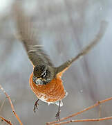 American Robin