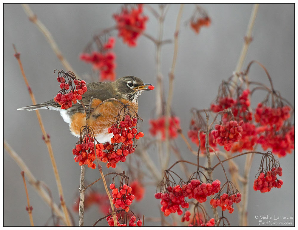 American Robin