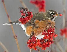 American Robin